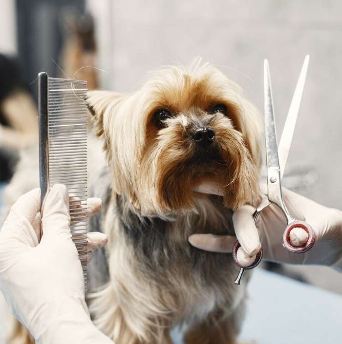 Jak wybrać idealny grzebień dla Twojego psa – poradnik pielęgnacji sierści